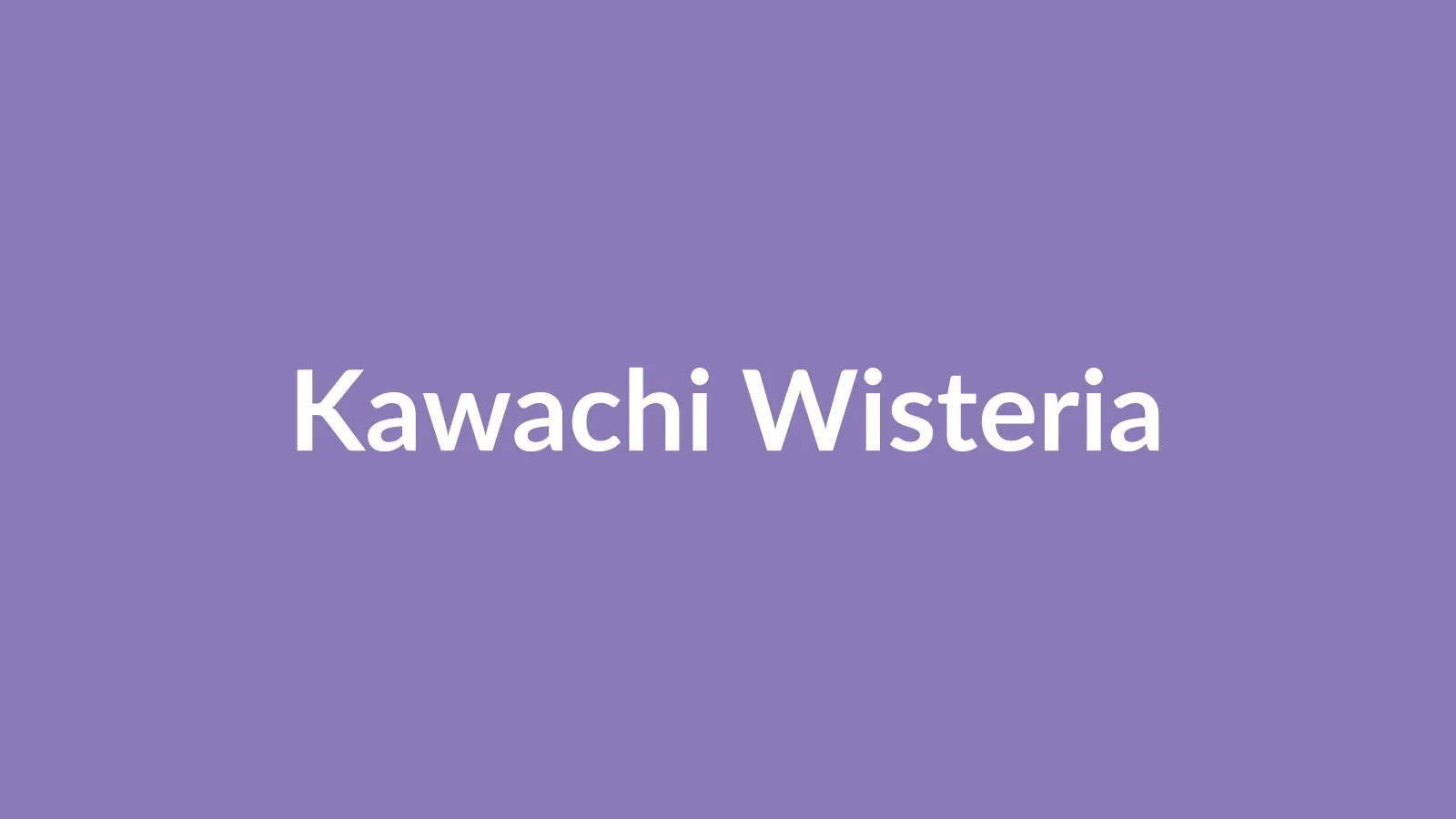 Wisteria tunnel in full bloom at Kawachi Fuji Garden