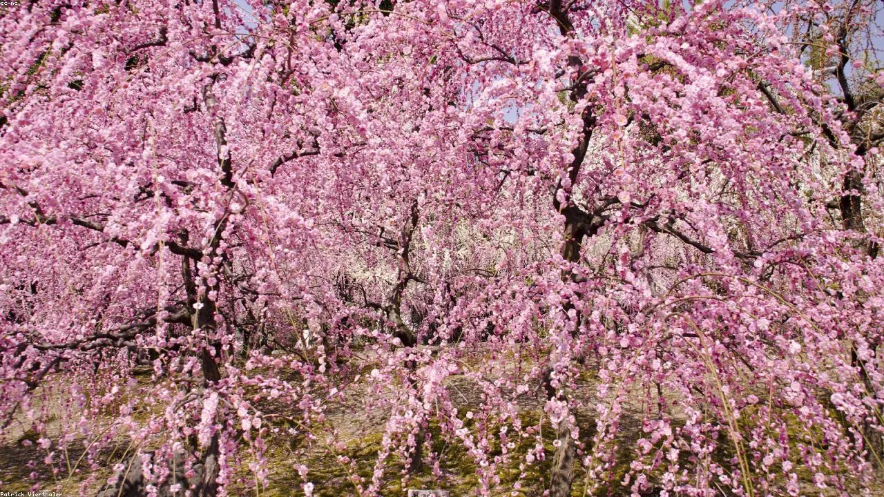 Dazaifu Tenmangu shrine gate with plum blossoms